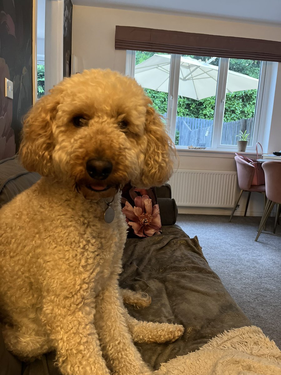 @bemorebob2 Hi bob, I’m sandy a labradoodle boy from Perth Scotland. I love cuddles, sleeping on da big bed, fast running and treatos. I don’t like getting my hair brushed or the hoover - I’m very fierce 🤣 although mum just laughs at my fierceness