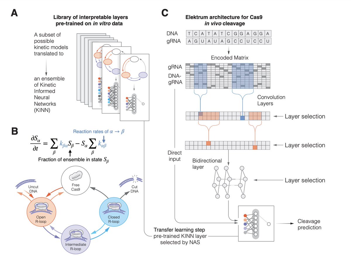 Neural architecture search + mechanistic kinetic models + transfer learning for predicting enzyme reaction kinetics. 

<a href="/ZijunZhang_/">Frank Zijun Zhang</a> Adam R. Lamson @michael80429772 <a href="/OlgaTroyanskaya/">Olga Troyanskaya</a>

arxiv.org/abs/2305.11917