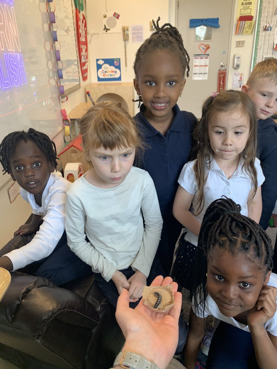 Miss_A_Young's tweet photo. Throughout the spring, we were entomologists and learned all about our caterpillar friends! 🔎🐛 #ocsbEco https://t.co/Pe8KE68xaJ