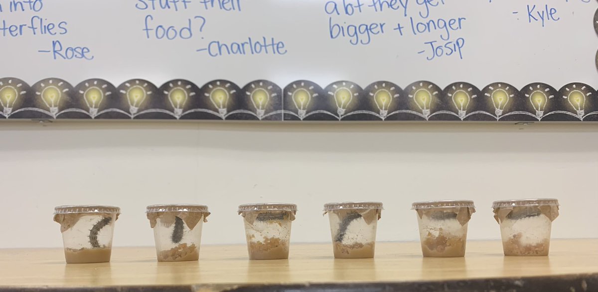 Miss_A_Young's tweet photo. Throughout the spring, we were entomologists and learned all about our caterpillar friends! 🔎🐛 #ocsbEco https://t.co/Pe8KE68xaJ