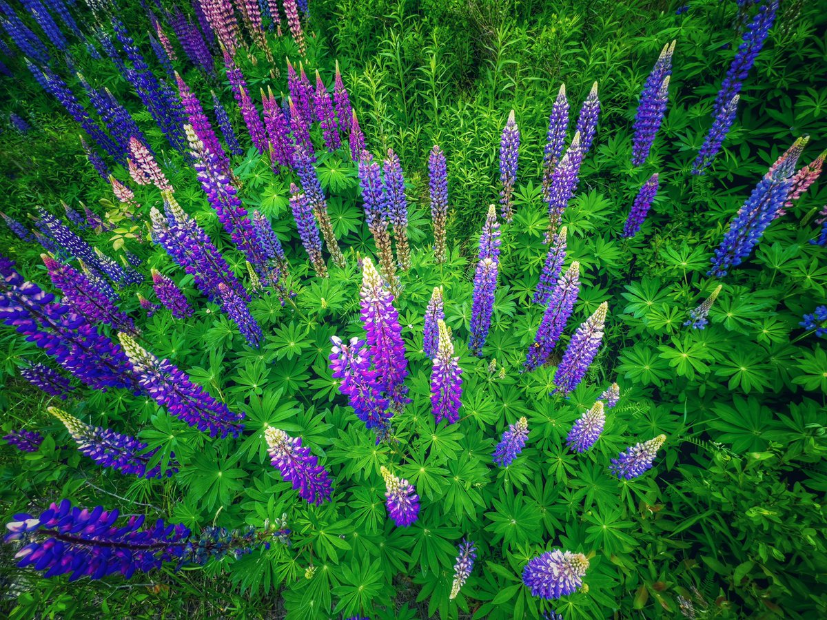 ihigallery's tweet photo. Beautiful Lupins. #gardening #GardenersWorld #FLOWER #Lupin https://t.co/Wy6LoUAArl