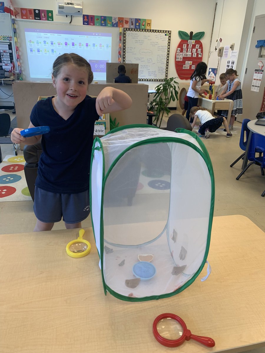 Miss_A_Young's tweet photo. We were so excited when they finally left the pupa stage and transformed into butterflies! 🦋 https://t.co/yy41MkVj2C
