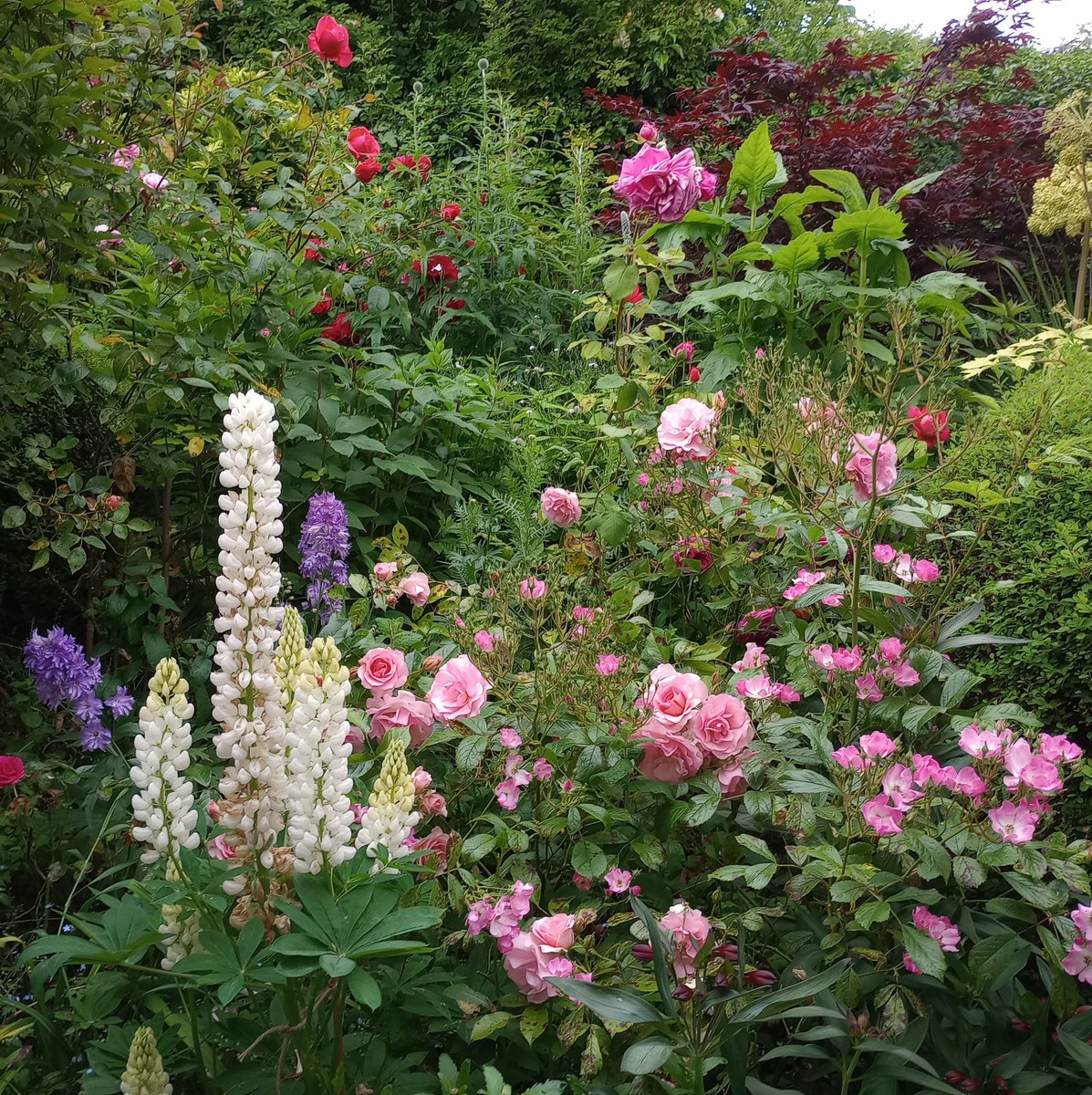 The Pink Garden today. #roses #junegarden