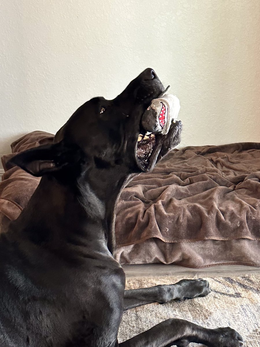 fuentejps's tweet photo. My mom canโt sew a button on, but sheโs done surgery three times on my floppy fish๐คช #hugothedane #floppyfish #bigassdogs #mommasboy https://t.co/VJDvoWsLB0