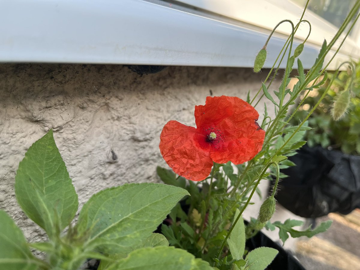 144wherethings1's tweet photo. Hello summer 💐
Everything starting to bloom https://t.co/exsAUmU2Xn