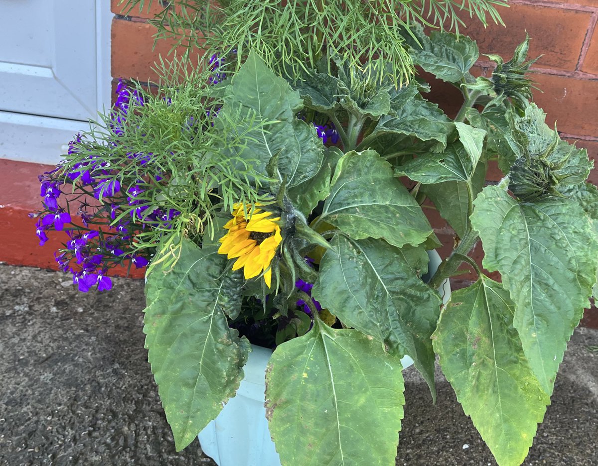 144wherethings1's tweet photo. Hello summer 💐
Everything starting to bloom https://t.co/exsAUmU2Xn