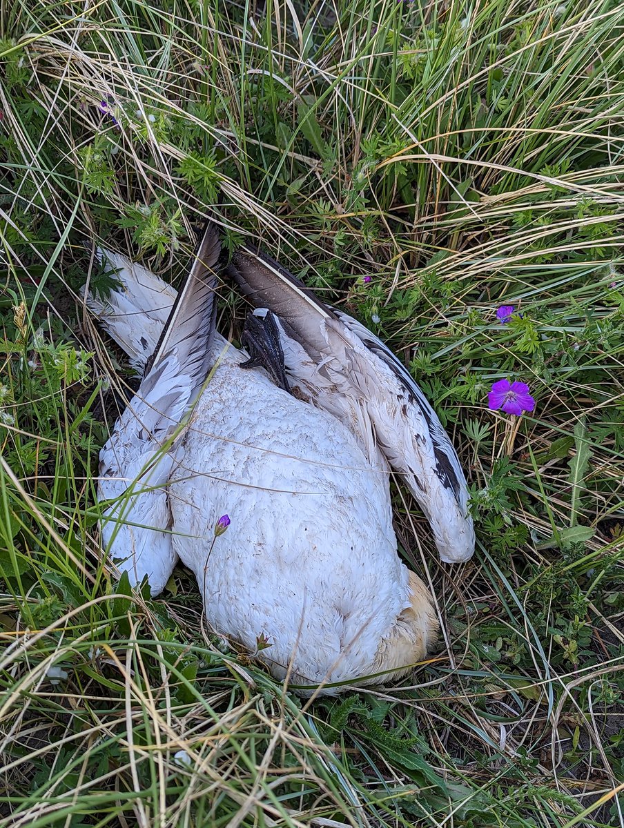Shit to see the first dead gannet of the season in the dunes at Druridge bay tonight. Didn't bother checking the iris of its eyes. @IALFARWI @thijskuiken @_BTO #Avianinfluenza #birdflu #H5N1
