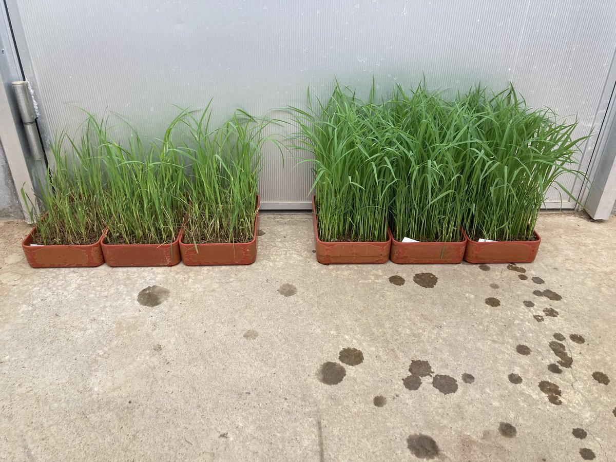 iwadateyasuya's tweet photo. 水稲育苗箱処理剤のもみ枯細菌病への効果

右はイソチアニル剤（抵抗性誘導剤）を農薬登録どおり播種時(覆土前)処理したもの、左は無処理です。播種時の薬剤だけでは防ぎきれませんが、無処理（左）よりは明らかに発病が少ないです。育苗試験は、写真のような小さいスケールで実施することが多いです。 https://t.co/mOx4OJBcK7