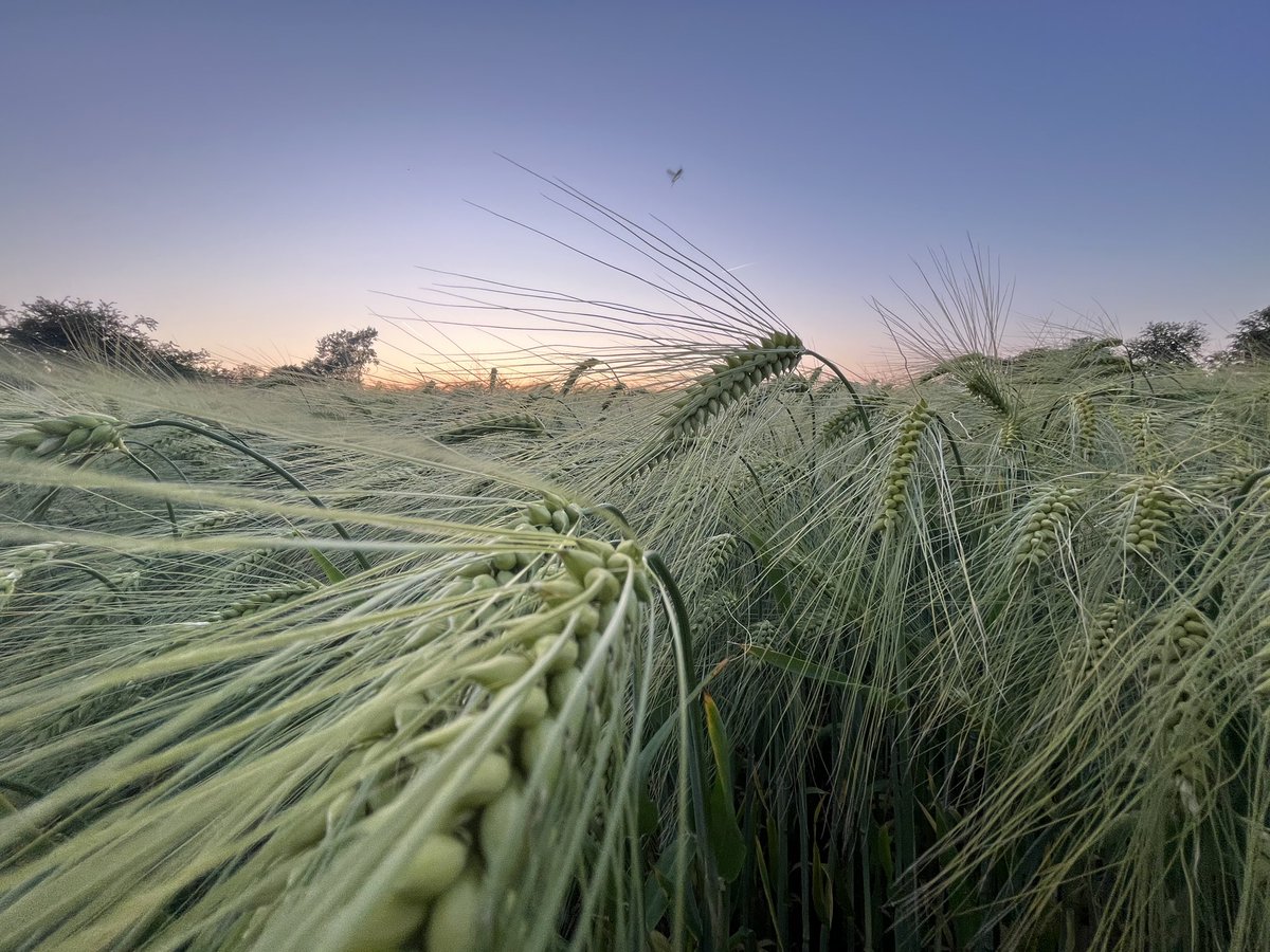 RoseyHaze tweet media