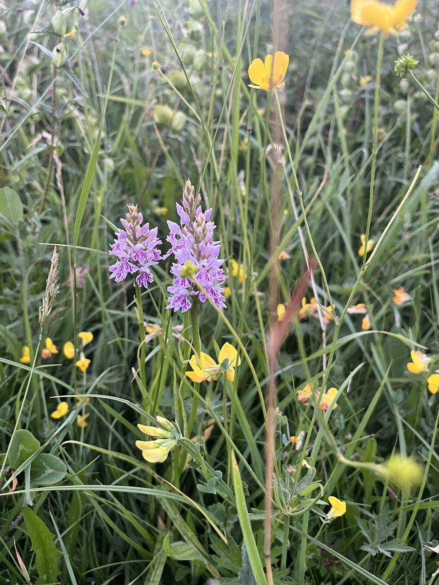 RoseyHaze tweet media