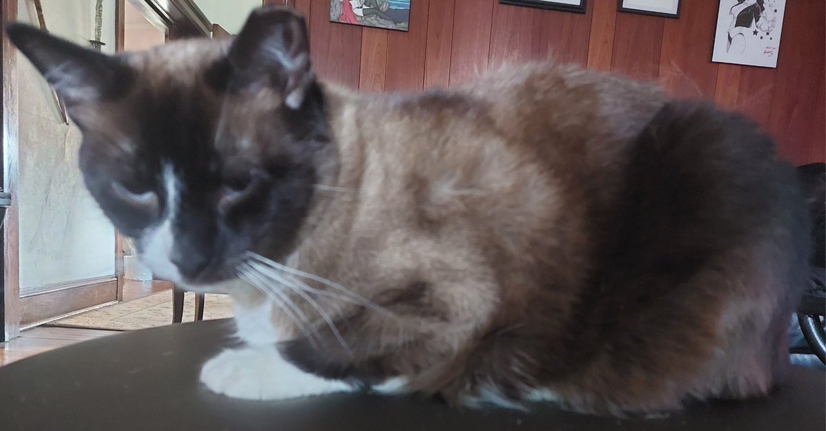 MinaTCat's tweet photo. mina (the skrunkloid) https://t.co/lVEIYHxgIU