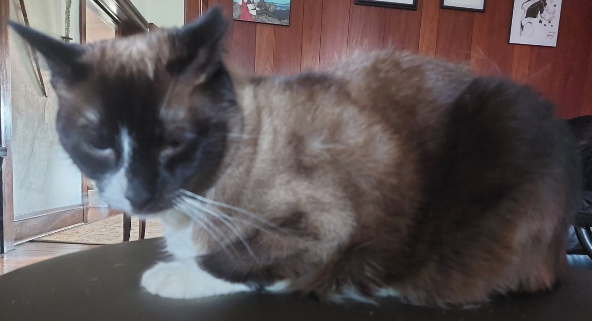 MinaTCat's tweet photo. mina (the skrunkloid) https://t.co/lVEIYHxgIU