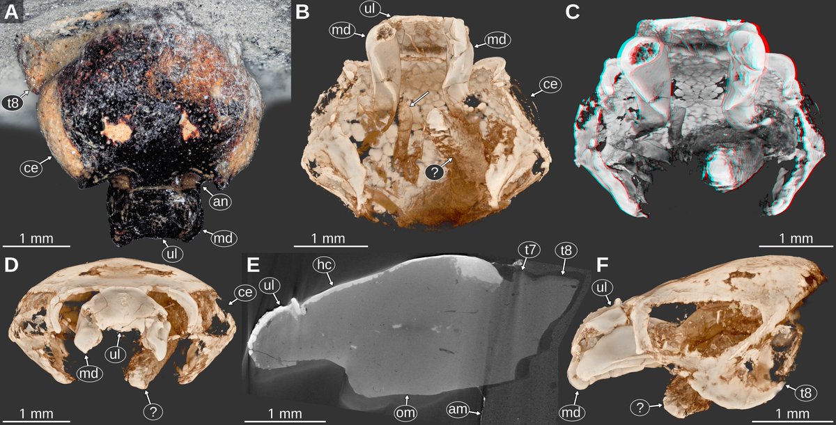 mcranium92's tweet photo. I'm happy to announce that the last chapter of my dissertation is now published. It is all about some very peculiar fossil isopods and their relation to extant parasites https://t.co/nxzNAwL2WO https://t.co/HbRAvHLgvd