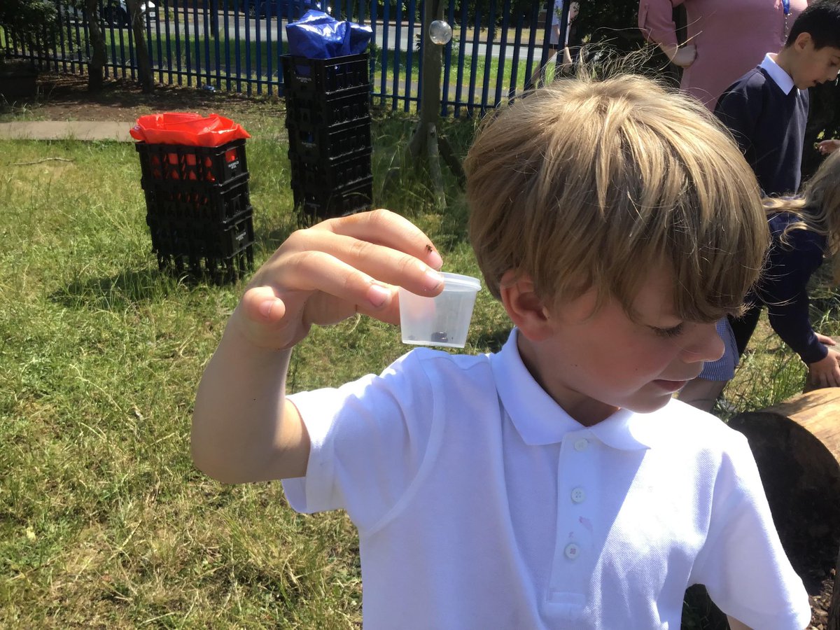 ChivenorP's tweet image. This afternoon, our Y1 Griffins have been searching for insects for our science lesson. We searched high and low and discovered many slugs, a couple of worms and beetles. We then tried to draw them before they crawled off the plates!
#griffinschoolstrust #minibeasts #WideHorizons