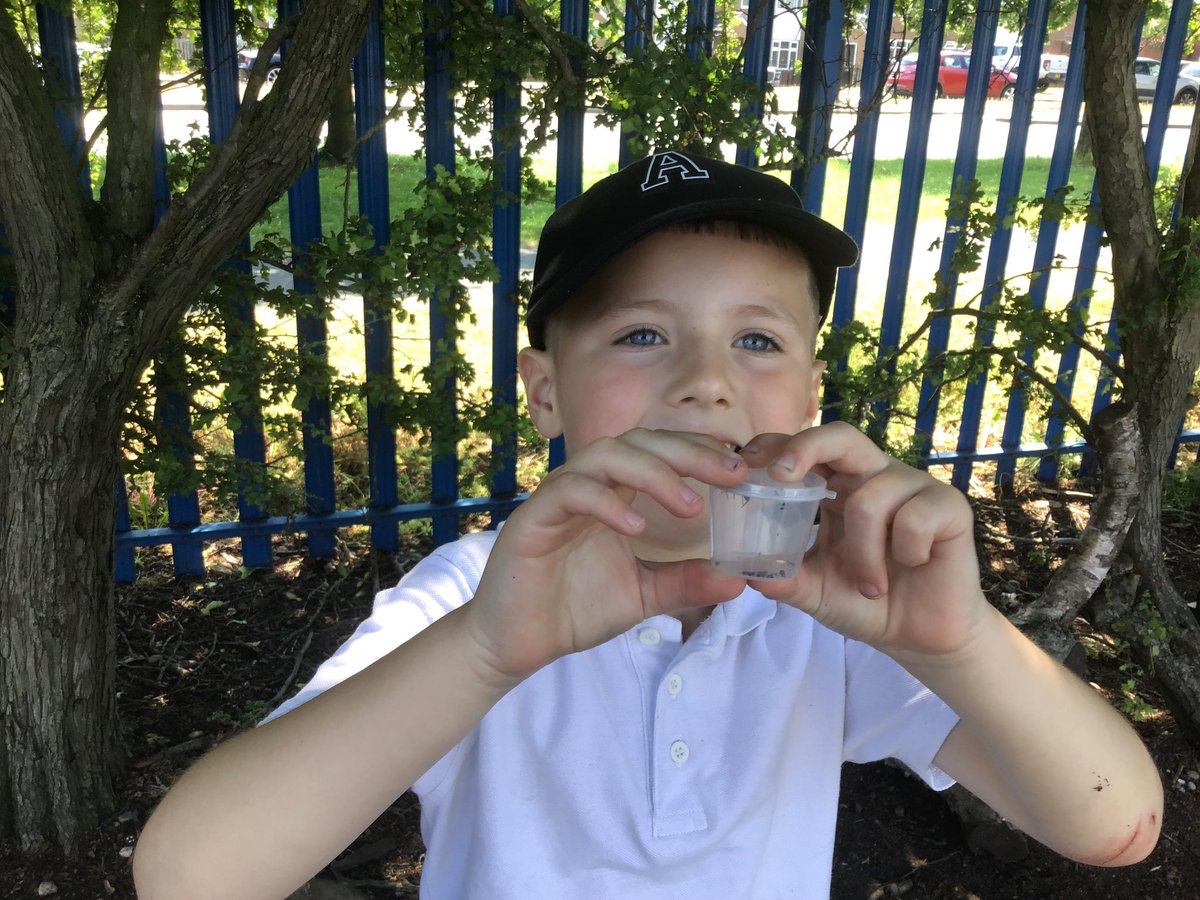 ChivenorP's tweet image. This afternoon, our Y1 Griffins have been searching for insects for our science lesson. We searched high and low and discovered many slugs, a couple of worms and beetles. We then tried to draw them before they crawled off the plates!
#griffinschoolstrust #minibeasts #WideHorizons