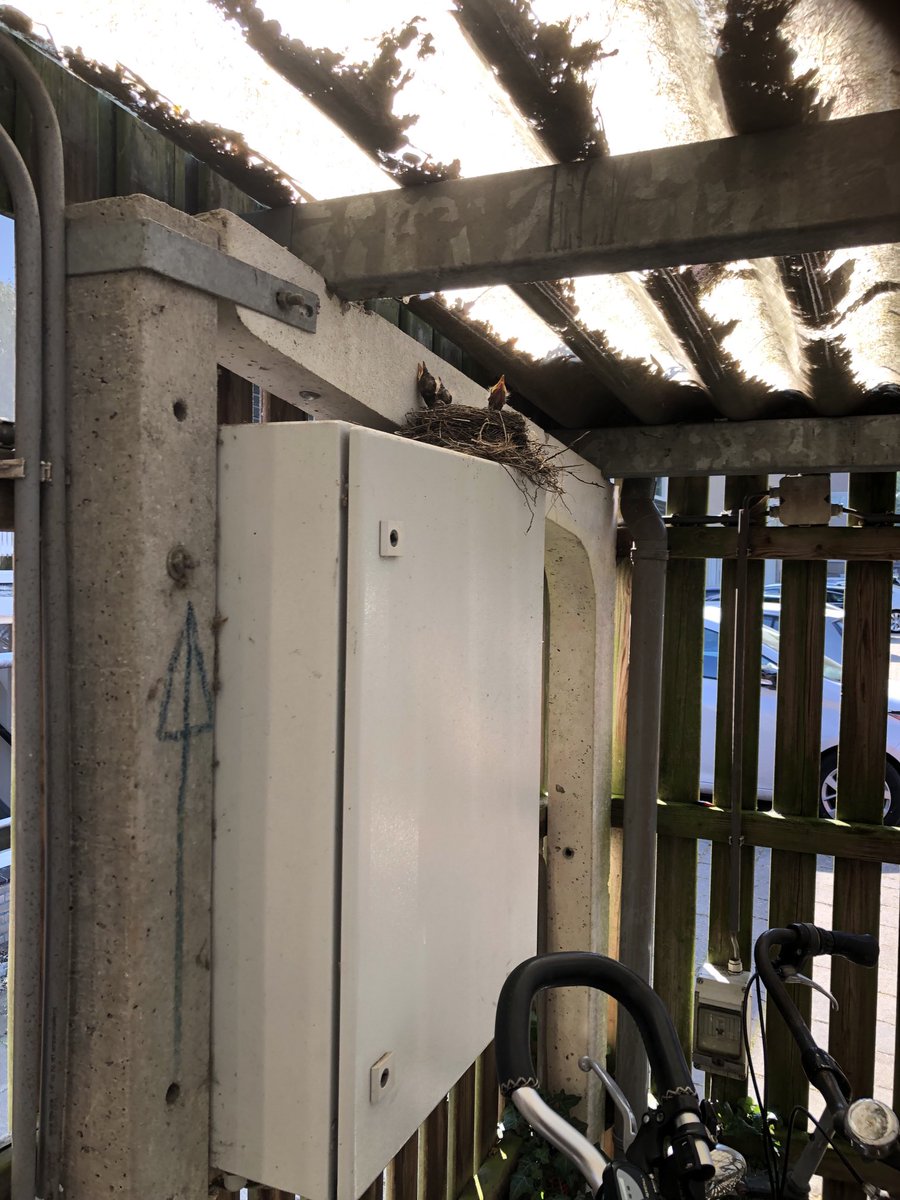 Niet alleen op de verloskamers vindt gezinsuitbreiding plaats in het ⁦<a href="/Slingeland_ZH/">SlingelandZiekenhuis</a>⁩ ook in het fietsenhok. Zat het mereltje vorige week nog te broeden, vandaag 3 kleintjes gespot.
