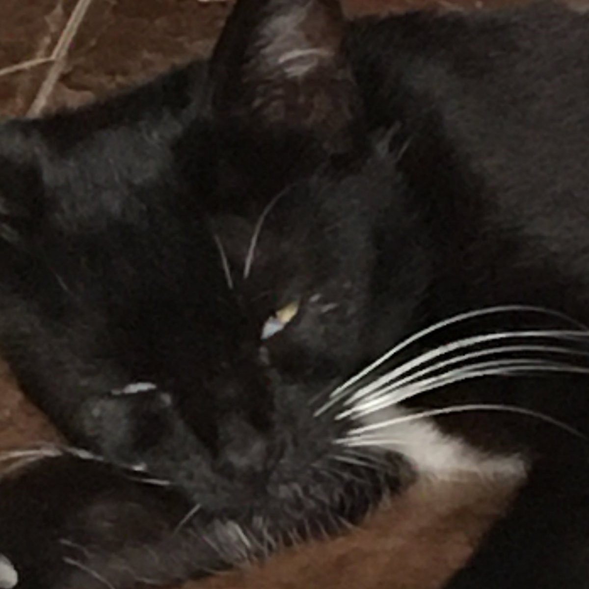 SmolMoArmyTiny's tweet photo. Here is Sunny!
#AtinyPetDay #AtinySpiritWeek #ATEEZ #에이티즈 #OUTLAW #ATEEZ_BOUNCY
@ATEEZofficial https://t.co/w66ZHWvAGe