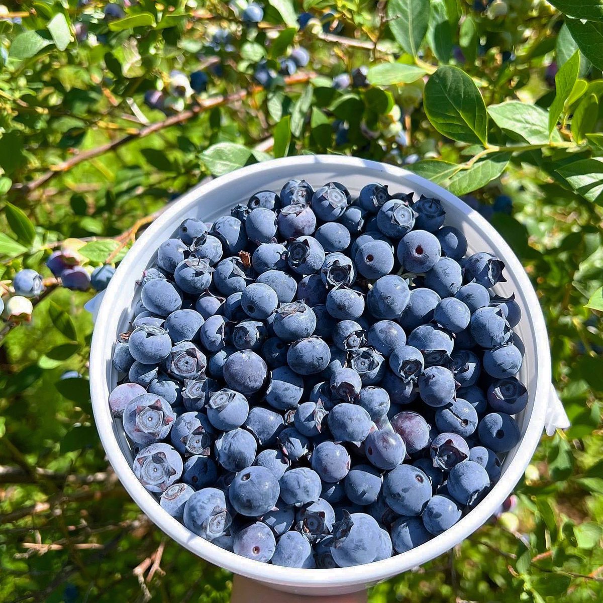 PlacerGROWN's tweet photo. Indulge in the sweetness of freshly picked blueberries! 🫐

🔅🔅Pre-picked blueberries now available at the Granny May farmstand in Granite Bay!🔅🔅

❇️OPEN DAILY❇️
⏰9:00 AM - 5:00 PM
726 Auburn-Folsom Rd, Granite Bay

https://t.co/W27rBZFise https://t.co/ISZ7CkRBIQ