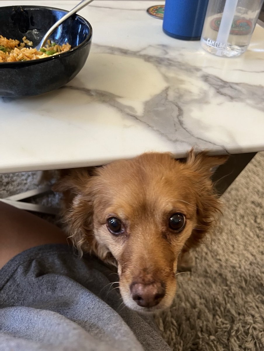 rest in peace, sweet little bean ❤️