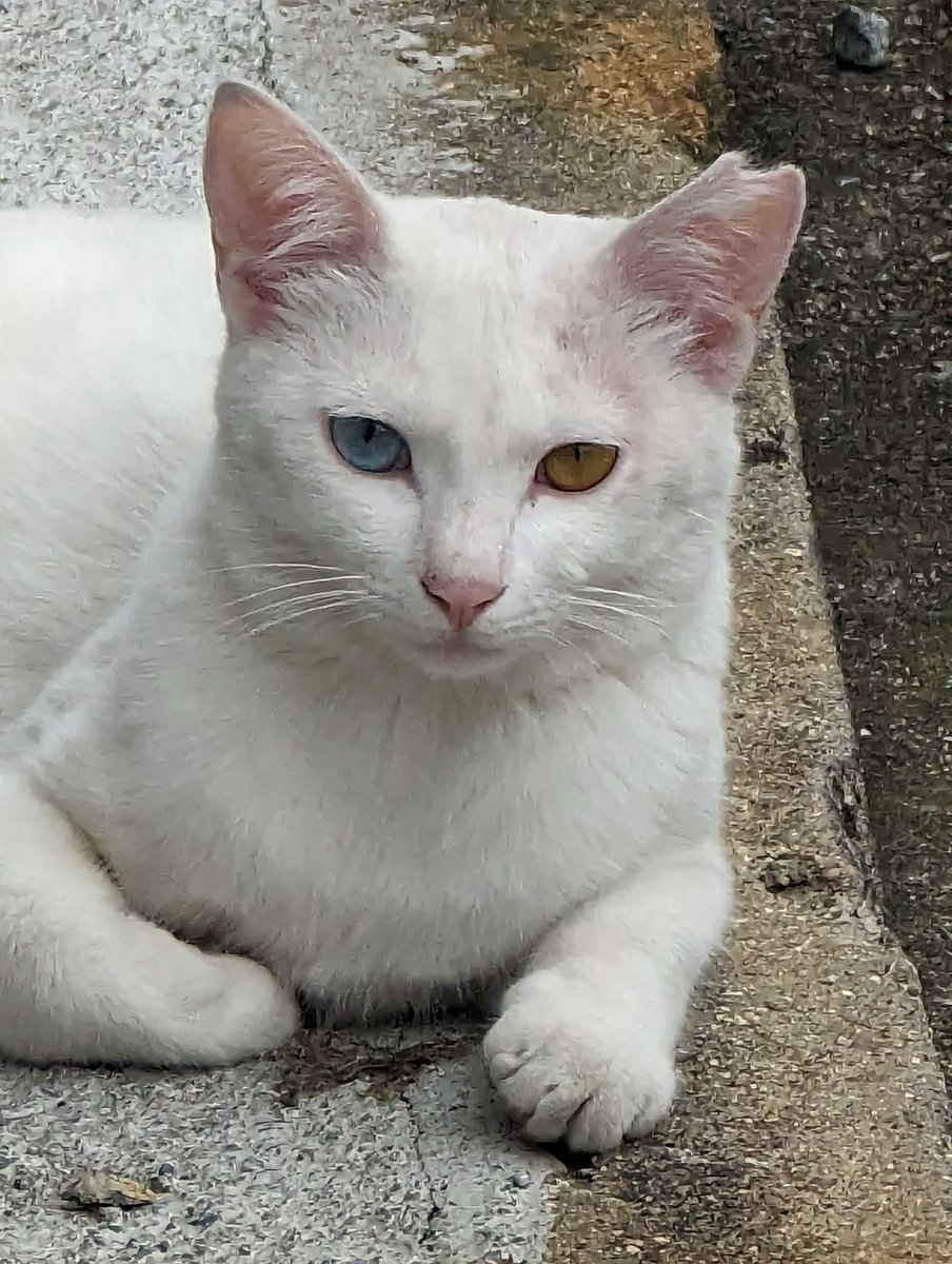 いわゆる地域ねこ🐾　この眼差し　やっと撮れました　真っ白でホントきれいなコ