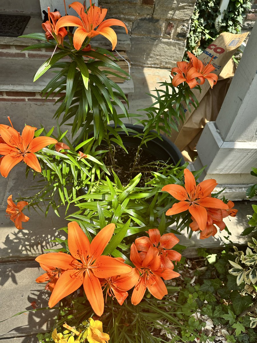 Larry_L3G3ND's tweet photo. These lilies multiplying https://t.co/ZhSOC9Glx5