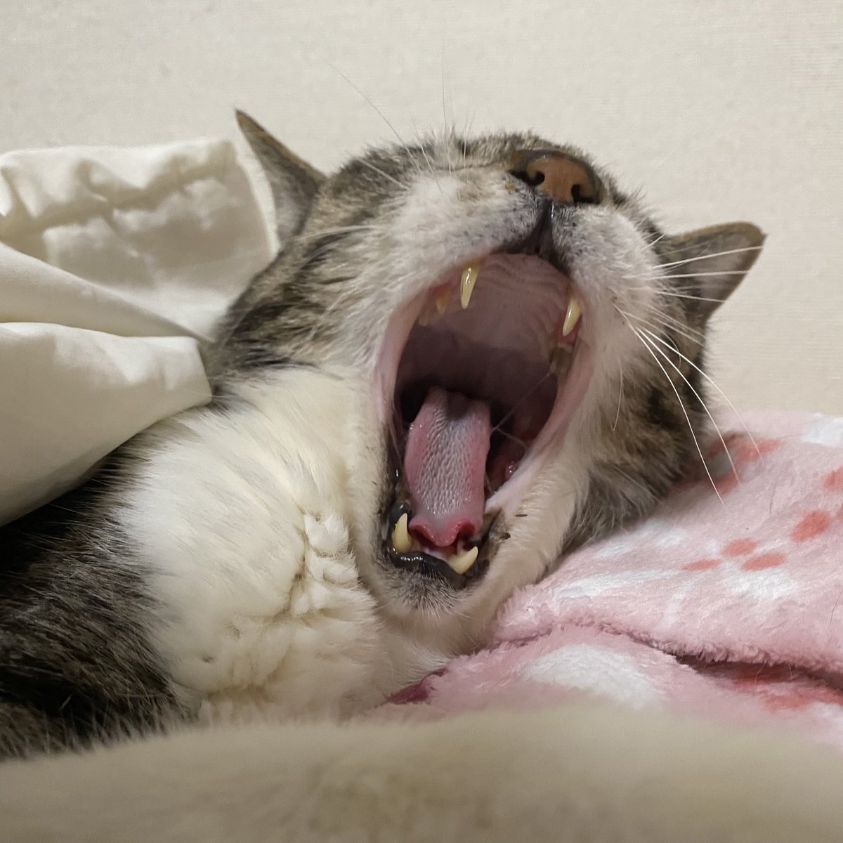 sinacosaurus's tweet image. おはようございます
寝起きのうー様

こないだの検査の結果
鼻水に好中球が多いので慢性の炎症かもとのこと

#Lリジン はじめました
3日目
鼻息がスースー言うようになってきたので少し通ってきたかも

しばらくつづけてみましょう

#きじしろうずら
#老猫19歳
#猫がいる幸せ
#猫好きさんと繋がりたい