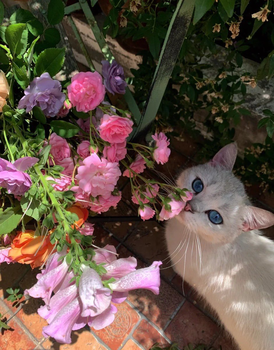 ‏ْ (@piinkifairy) on Twitter photo 