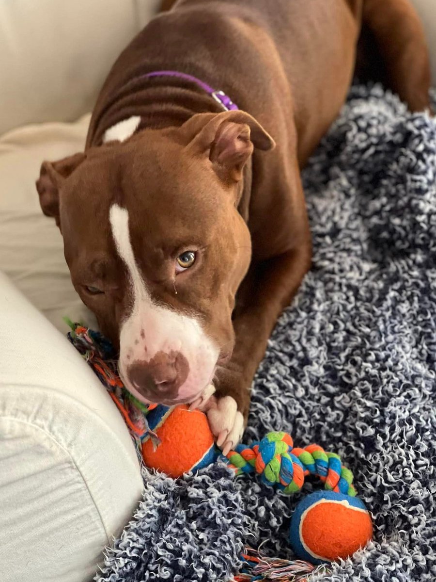 #FosterFriday Janelle is a new member of the foster family and so far, she’s been a great house guest! She is housebroken, good on walks & non-reactive to other dogs or bikes passing by. She loves snuggles, belly rubs & being cozied in a blanket. tinyurl.com/meetacitydog #adoptme