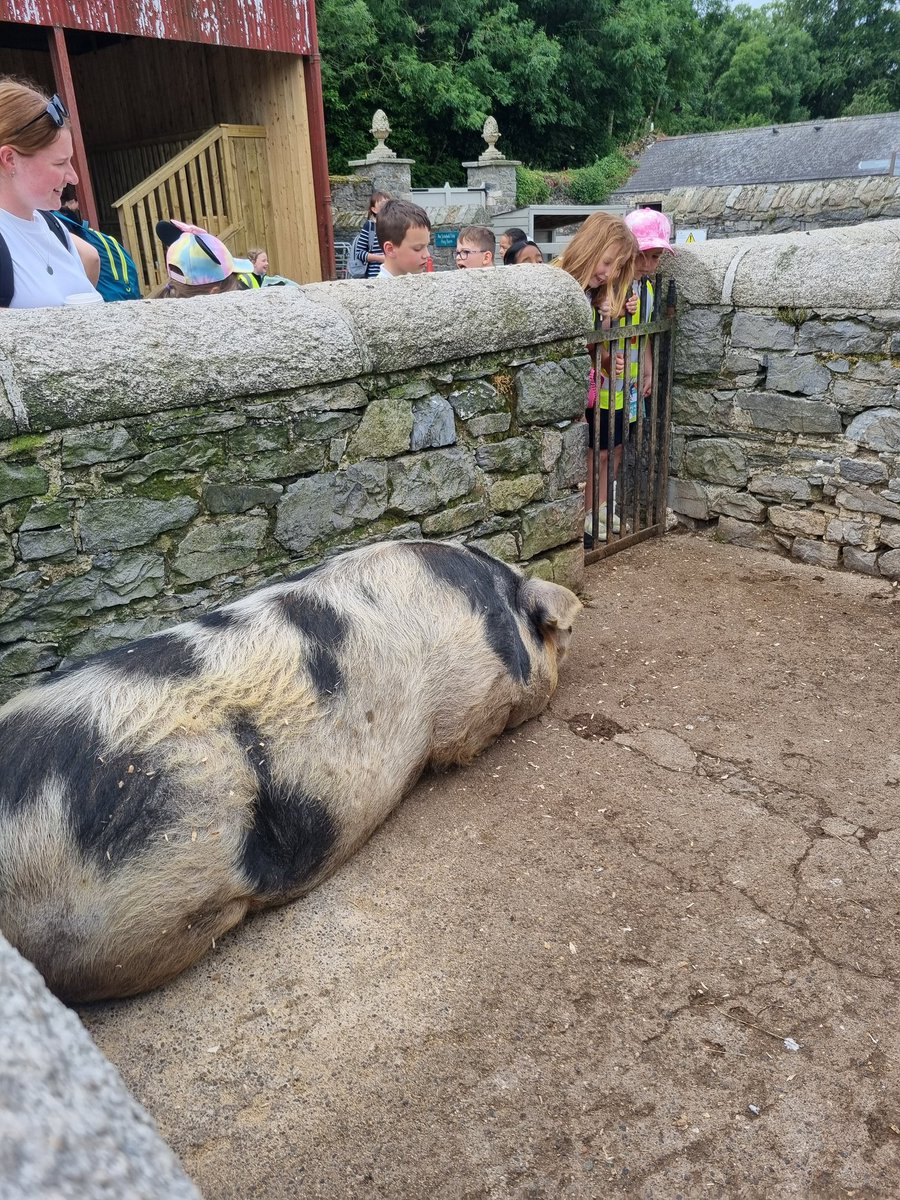 Senior Infants had great fun in Newbridge House and farm! We saw lots of animals and played in an amazing playground!