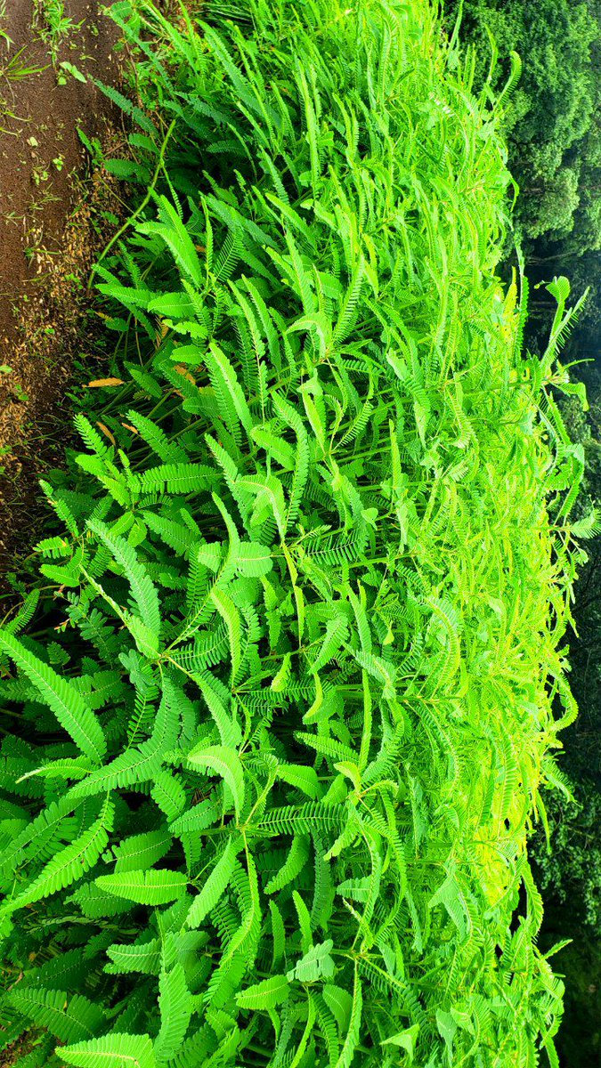 DenuAman's tweet photo. Below are the plants planted this Summer in Buno Bedele. https://t.co/Iq2ffZI6Zf