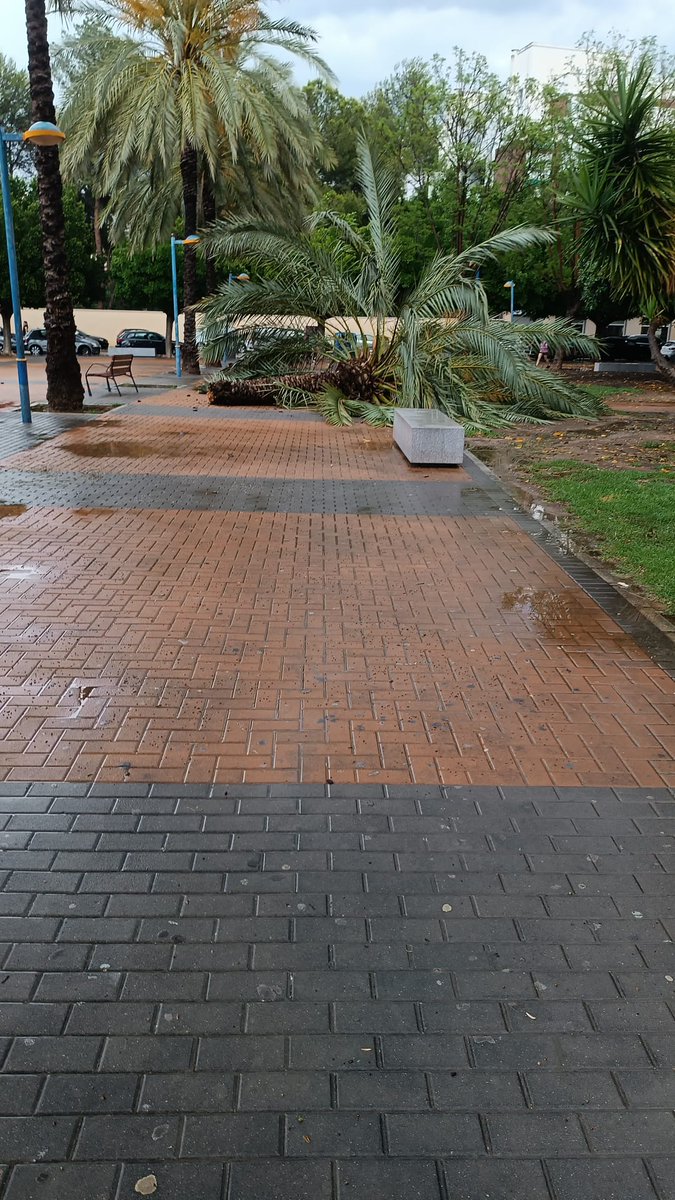 ZombieDeveloper's tweet image. Oye @AytoOrihuela , se ha caído otra palmera en el parque de la ocarasa, y todavía no habéis arreglado los desperfectos que causó la anterior palmera que se cayó. ¿Se tiene que caer encima de alguien para que hagáis algo?