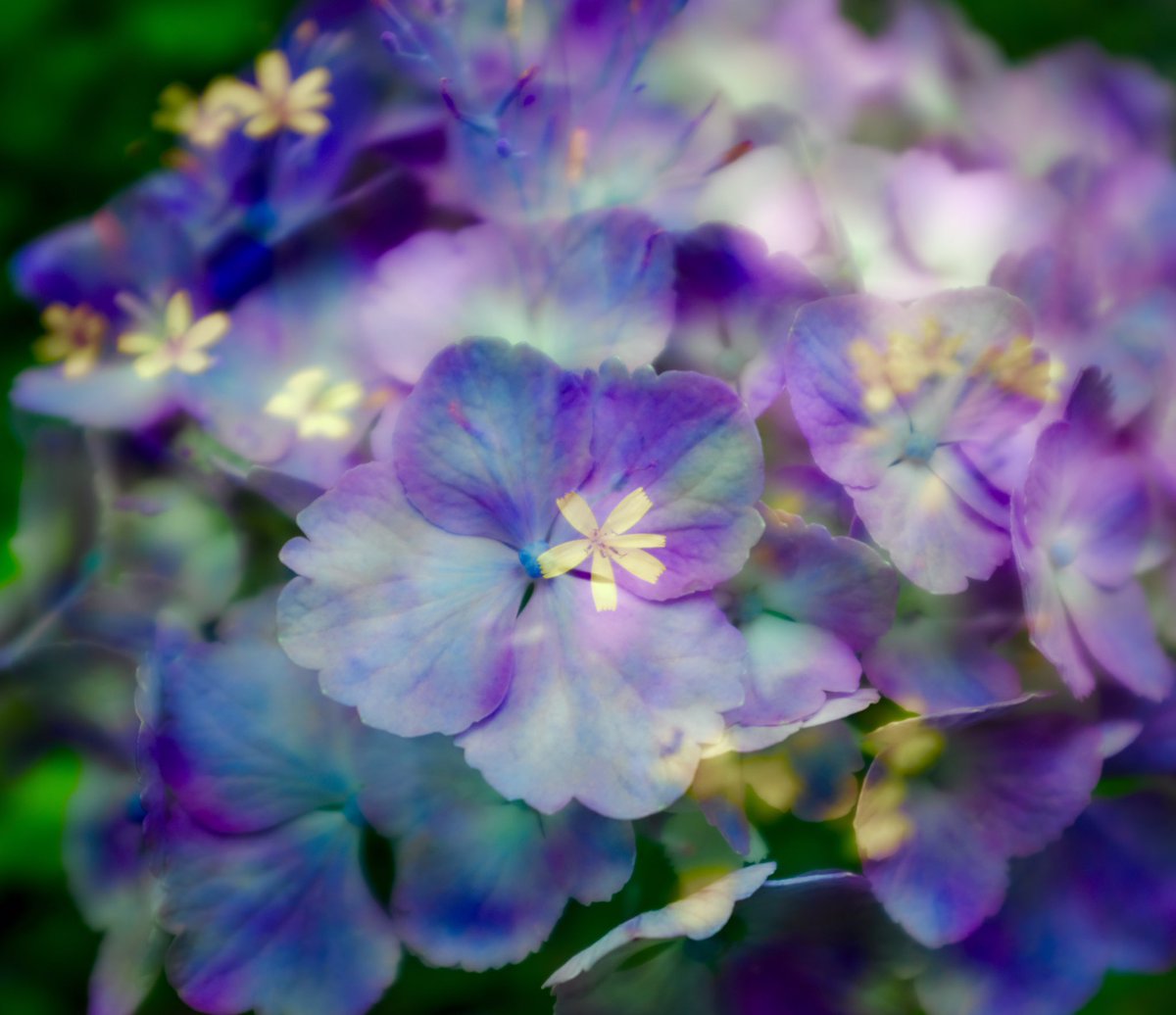 ・
ｆｌｏｗｅｒ 
・
・
#nature #flower #hydrangea
#leaf #multipleexposure
#naturephotograph