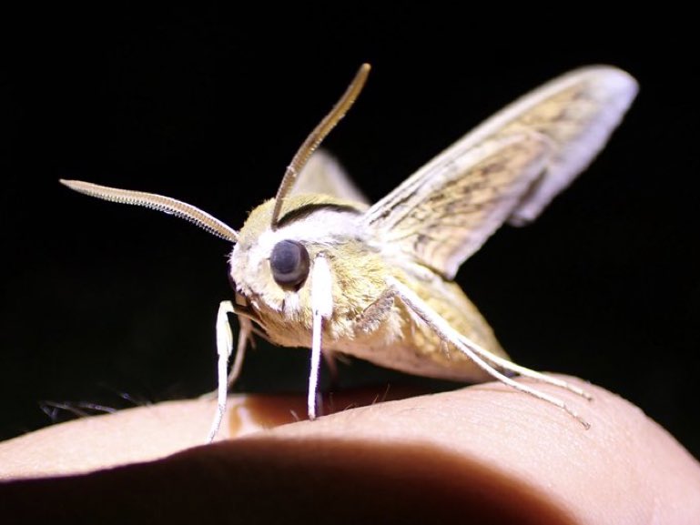 Daily Moths (@moths_daily) on Twitter photo 2023-06-13 21:37:56