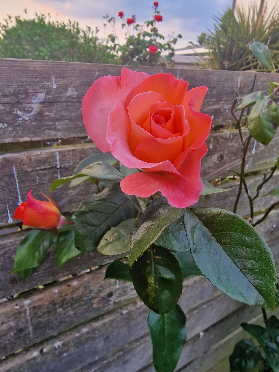 Glyn_Bateman's tweet photo. 💖🌹💖 https://t.co/kgjAdd93QS