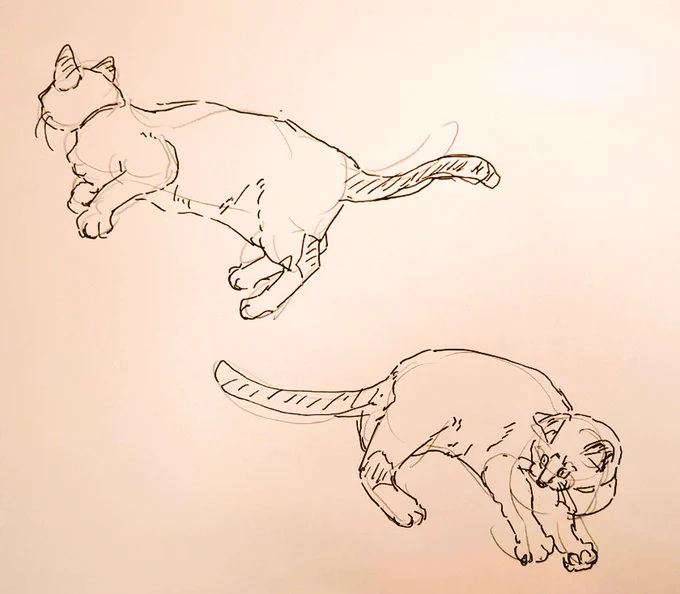 #1日1模写 Ⅲ 169/365 今日は猫ちゃんと松でした 猫は漫画家の必須課題だと思うので、 上達したいな〜