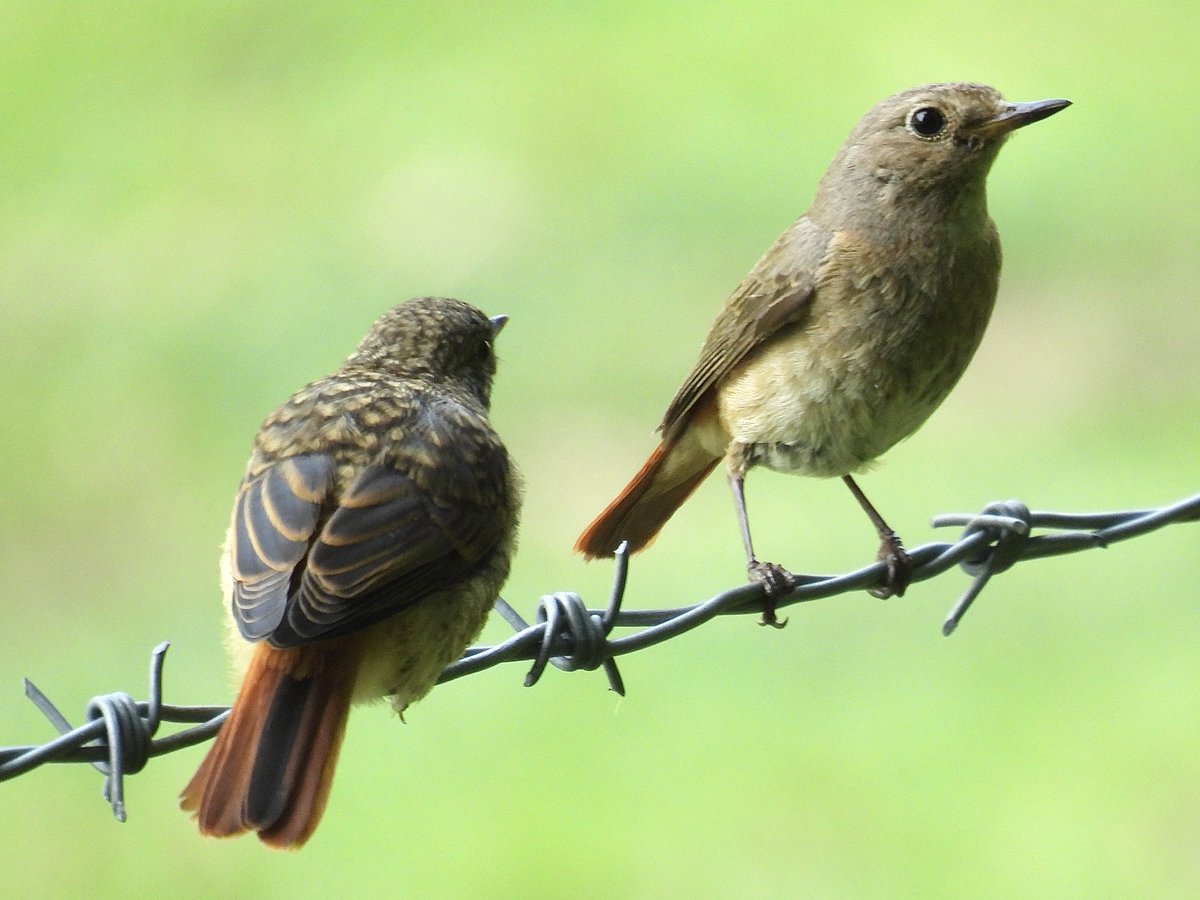 Some beautiful Redstarts seen at RSPB Gwenffrwdd Dinas this afternoon