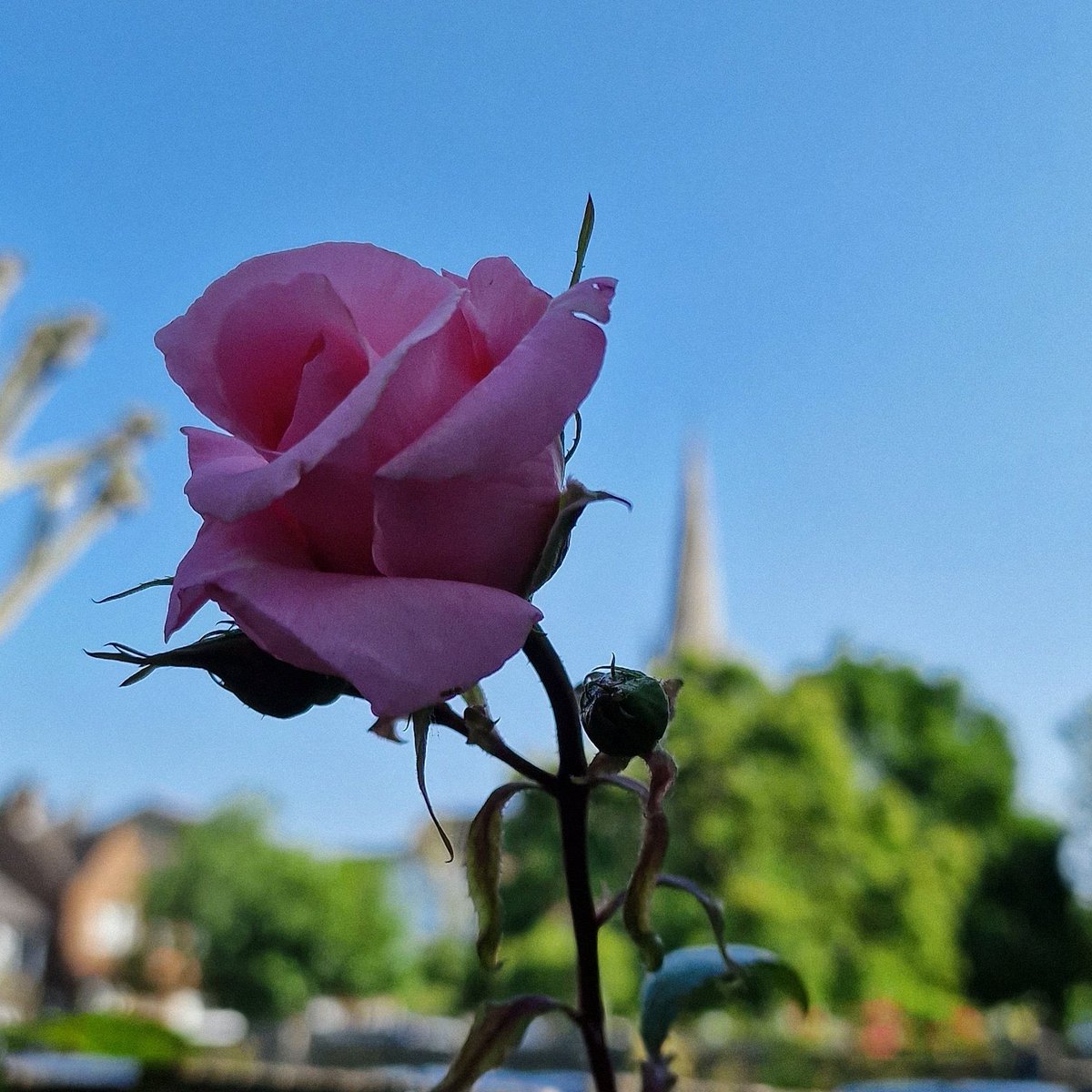 #POTD2023 Day 164 Bloomin lovely. Beautiful vibrant pink rose against todays  crisp blue sky. So much colour. #potd #picoftheday #pictureoftheday #mylifeinpictures #s22ultra #london #southlondon #nature #mothernature #se23 #flowers #roses