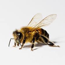 The bees on the breezeway gone humble you or make you a runner. The battle is not ours it’s the Lords 😂😂