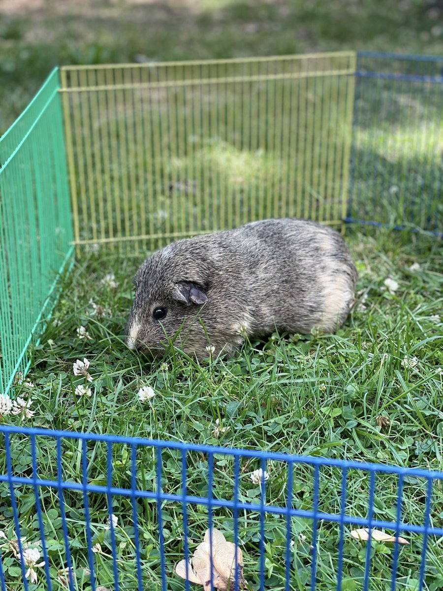 Today Frank returned to Wheeler Avenue. Each team made a “hide” for Frank! It was wonderful seeing the students work together creatively and have so much fun! 😄 ☀️ 🌳 <a href="/WheelerAvenue/">Wheeler Avenue School</a> <a href="/VS13UFSD/">ValleyStream13UFSD</a>