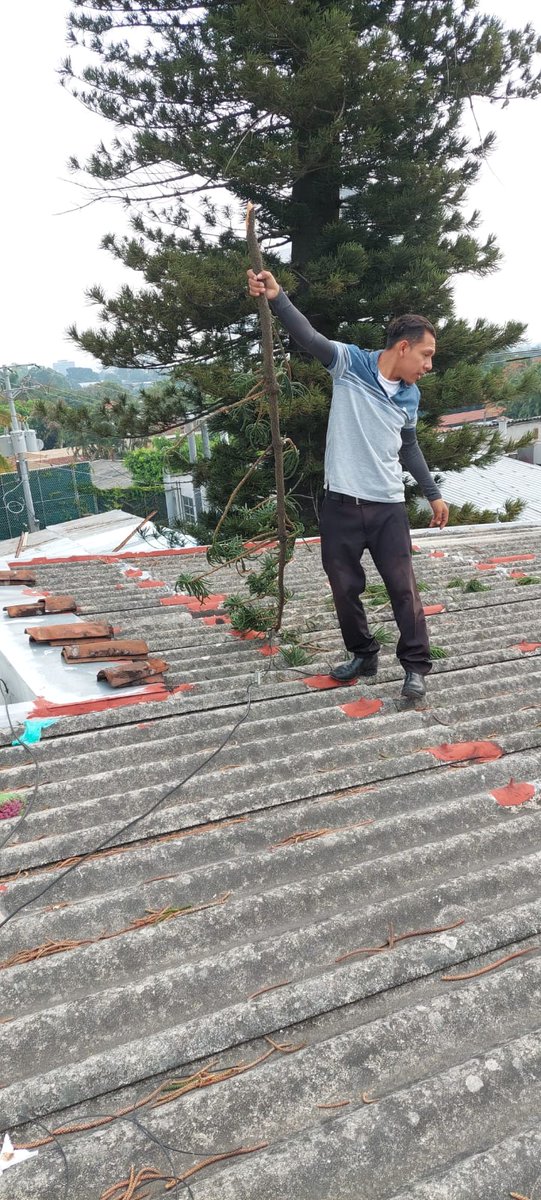 Dhcoll's tweet photo. @PROCIVILSV @alcaldia_ss @nayibbukele De este mismo arbol en las lluvias anteriores se desprendio la punta, causando daños en la vivienda y poniendo en peligro el tendido electrico. Porfavor tomen cartas en el asunto https://t.co/PbesAUixiT