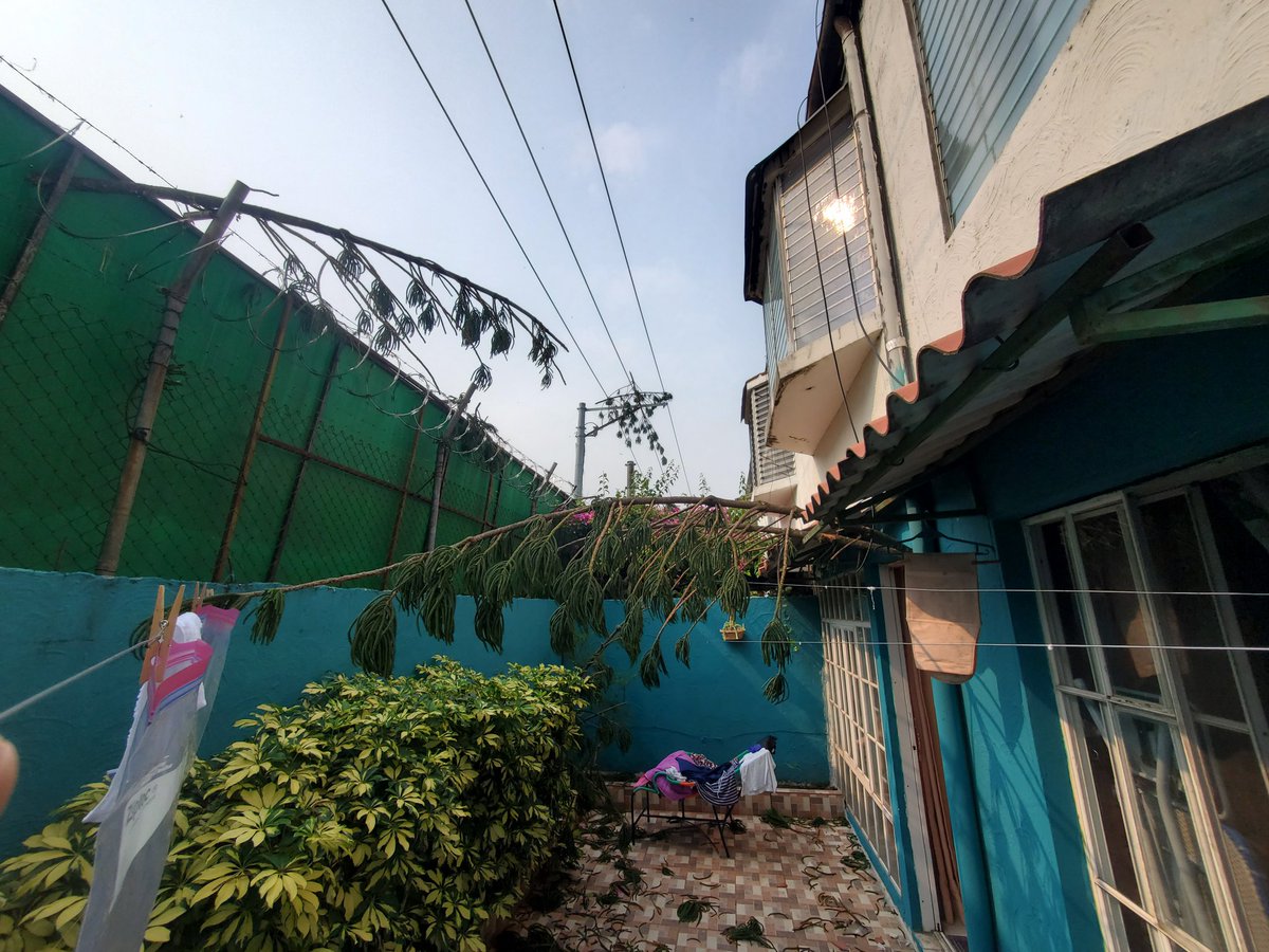 Dhcoll's tweet photo. @PROCIVILSV @alcaldia_ss @nayibbukele De este mismo arbol en las lluvias anteriores se desprendio la punta, causando daños en la vivienda y poniendo en peligro el tendido electrico. Porfavor tomen cartas en el asunto https://t.co/PbesAUixiT