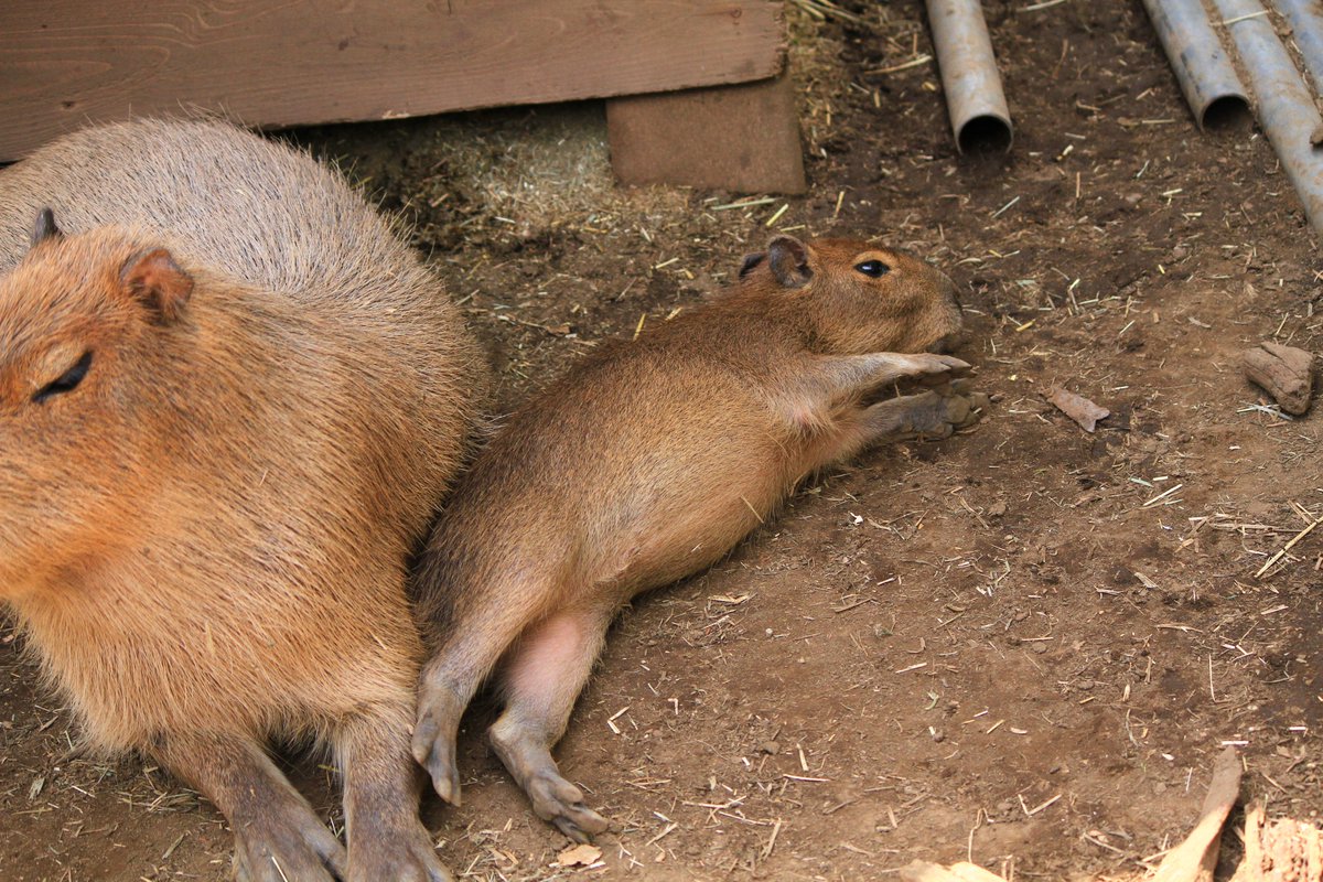 #カピバラ #ダチョウ王国 #ダチョウ王国石岡ファーム
お空飛んでるごっこ―
5/25