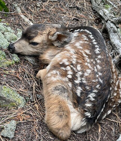 CPW_NE's tweet photo. This 👏 fawn 👏 is 👏 fine 👏

Please don't pet or move fawns alone in the wild. Mom is gathering food nearby and will return soon. The fawn has not been abandoned and it's not a toy! https://t.co/YnGKHKusOz