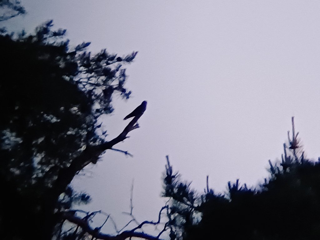 sconebirding's tweet photo. A (digibinned) distraction during a @_BTO Woodcock Survey in Thetford Forest this eve! 16 species on my #BirdTrack #CompleteList also featured Cuckoo, Tree Pipit, Willow Warbler and Siskin. https://t.co/NJ5YsLPBfL