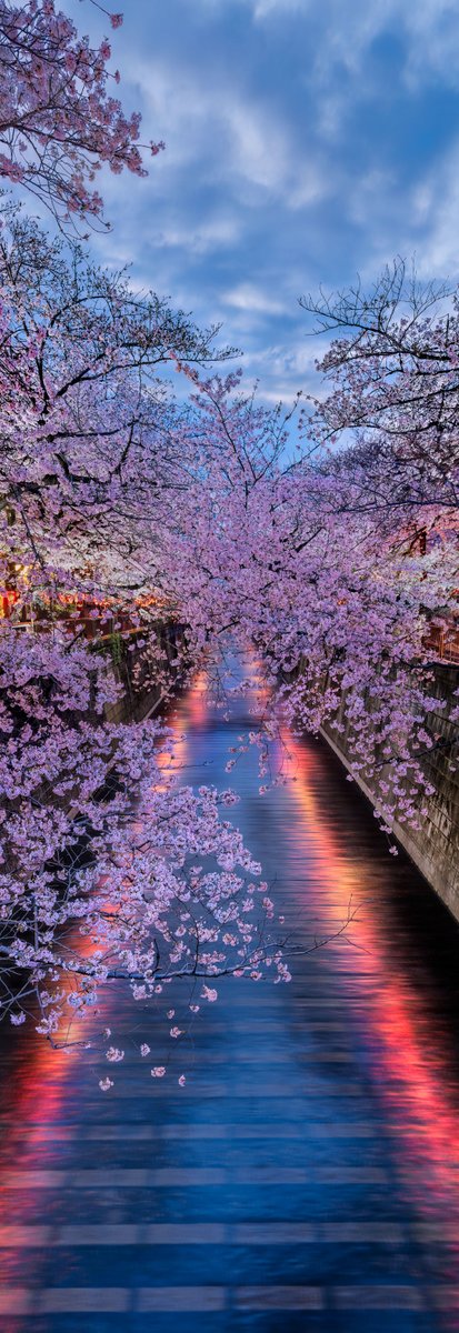 Twilight Bloom – Known for being symbols of hope, renewal, and the fleeting nature of life, the sakura capture the essence of the beautiful transience of the seasons. #japan #tokyo #CherryBlossom #SAKURA
