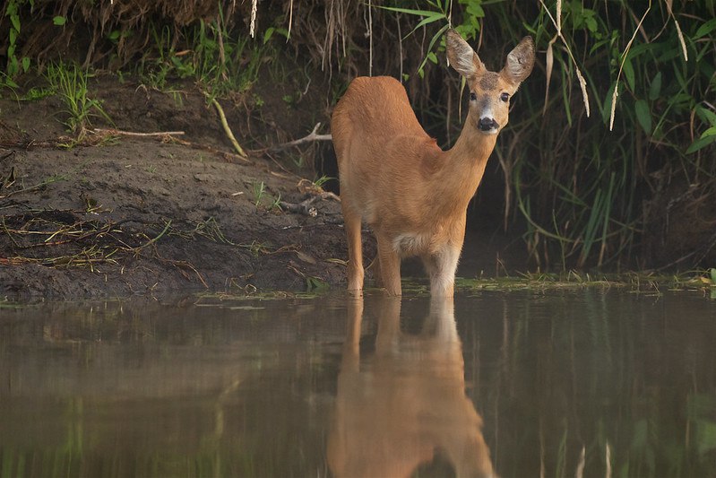 DeerHourly tweet media