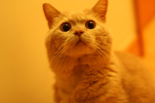 Cat Photo Every Hour (@catphotobot) on Twitter photo 