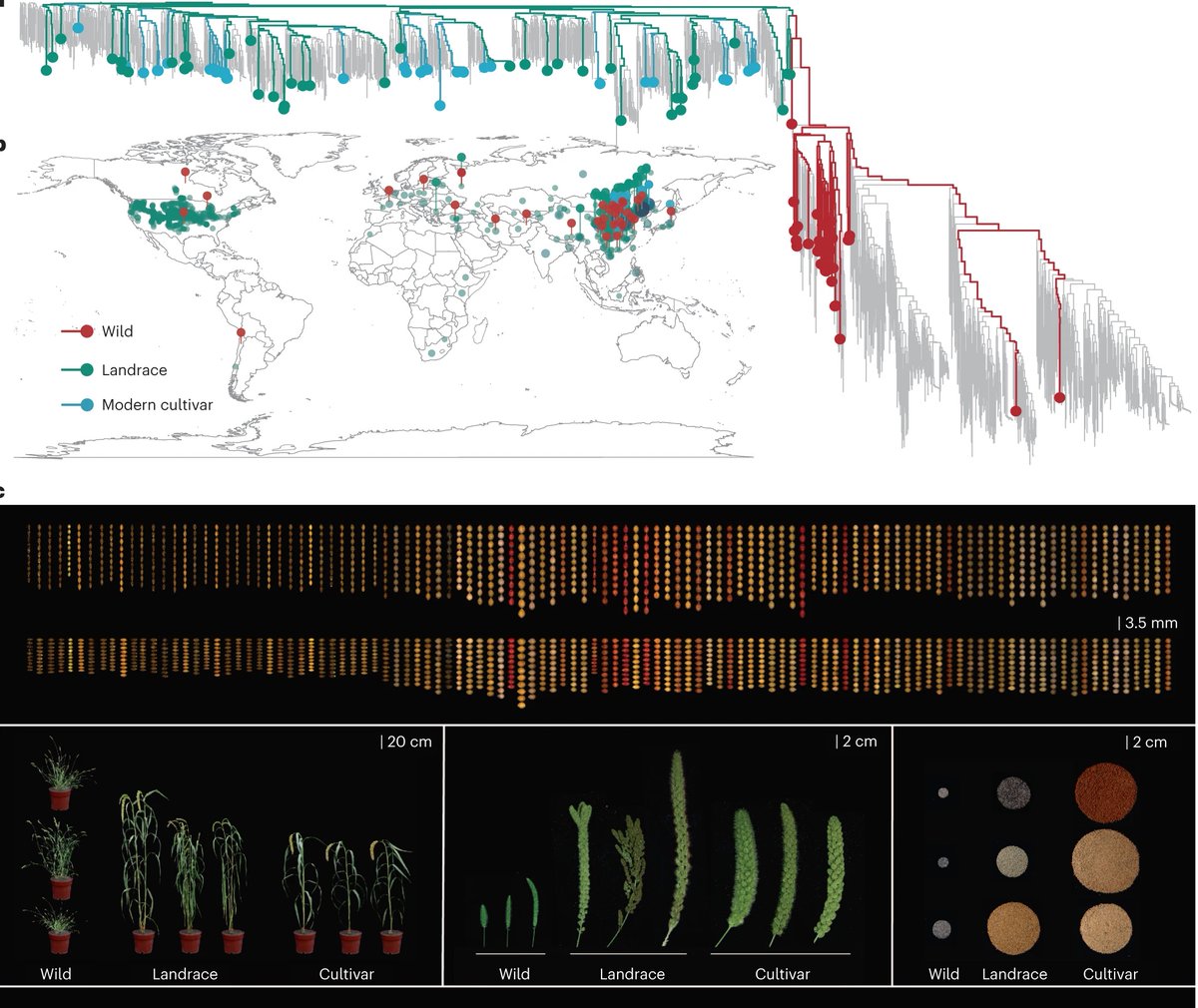 Wow! Resequencing 1,800+ varieties of foxtail millet and its wild relatives from around the world to generate a pan-genome and map genes involved in domestication and crop improvement. nature.com/articles/s4158…