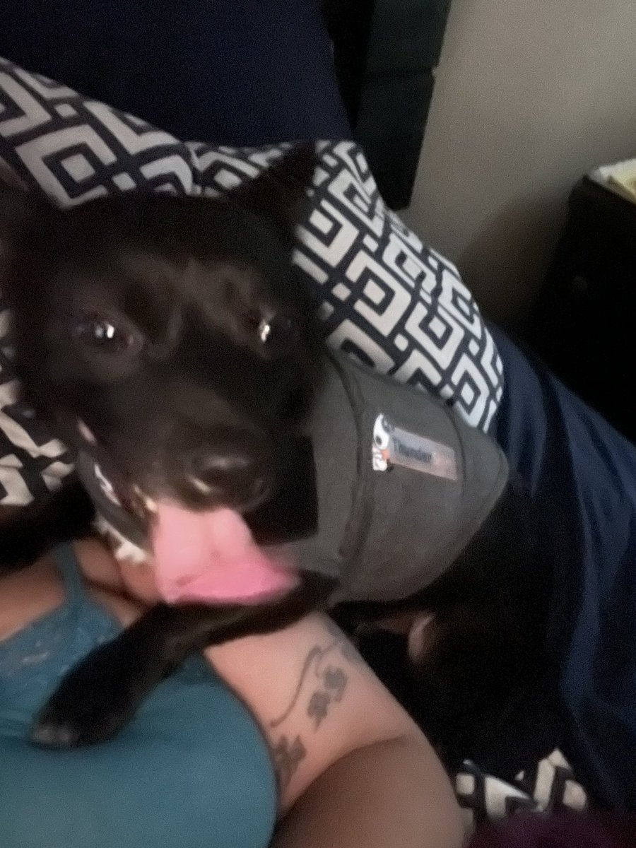 niceybee's tweet photo. He is wearing a @ThunderShirt and still panicking 😭😭 https://t.co/B76Y2ietvB