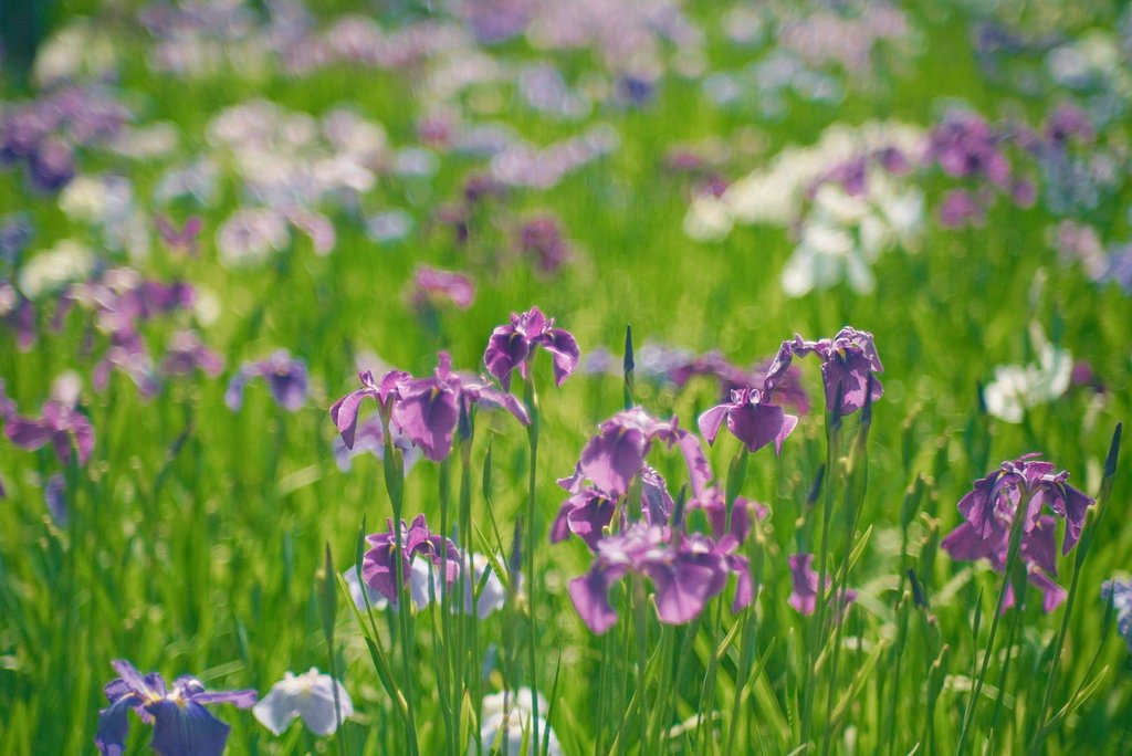 江戸時代から愛されて。

#葛飾区
#堀切菖蒲園
#花菖蒲
#オールドレンズ 
#オールドレンズ倶楽部 
#オールドレンズガチ勢
#oldlens
#日本光学
#Nikkor
#85mmf15
#ニコンSマウント
#α7III
#SonyAlpha
#東京カメラ部 
#ファインダー越しの私の世界
#写真撮っている人と繋がりたい